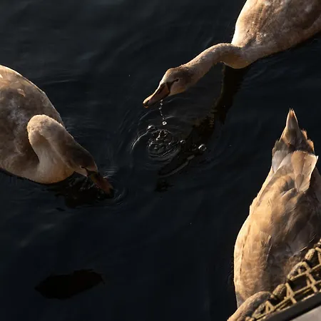 Haven Village וילה